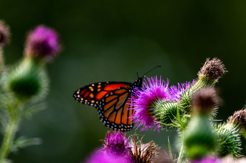 A large monarch butterfly on purple thistle